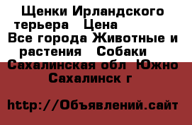 Щенки Ирландского терьера › Цена ­ 30 000 - Все города Животные и растения » Собаки   . Сахалинская обл.,Южно-Сахалинск г.